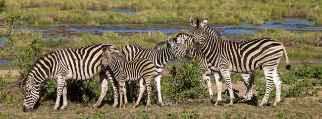 Обои картинки фото животные, зебры, африка, zebras, africa