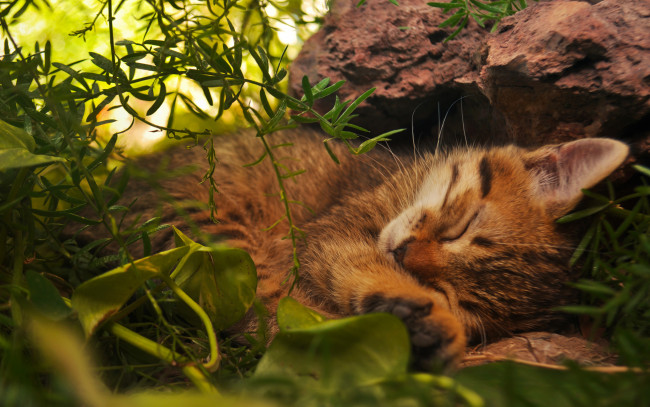 Обои картинки фото животные, коты, природа, трава, кот, киса, спит