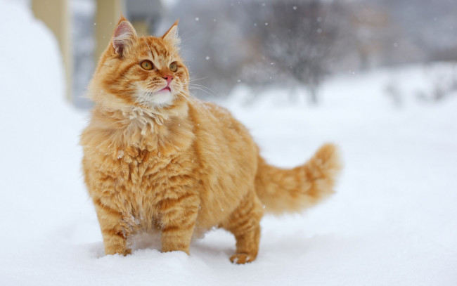 Обои картинки фото животные, коты, снег
