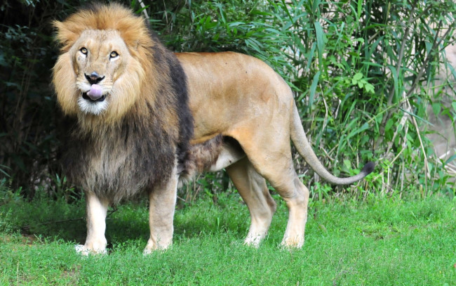Обои картинки фото животные, львы, трава, язык, кошка, лев