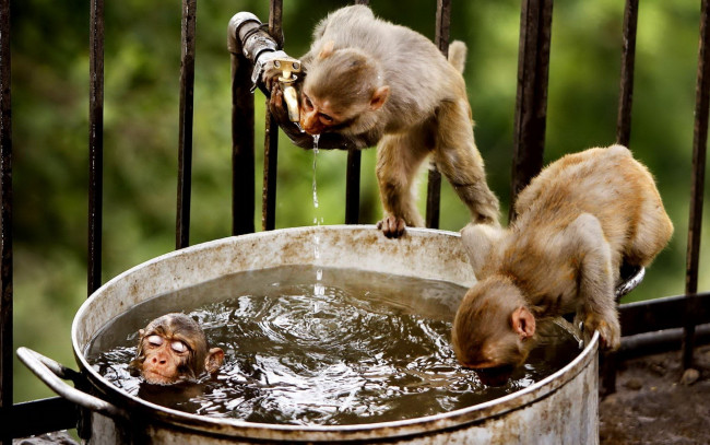Обои картинки фото животные, обезьяны, мартышки, плавание, кастрюля, решетка, кран, вода, водопой