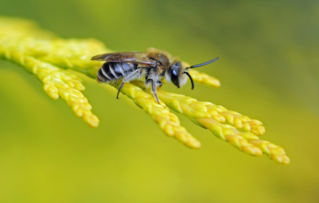 Обои картинки фото животные, пчелы,  осы,  шмели, фон, пчела, ветка, насекомое