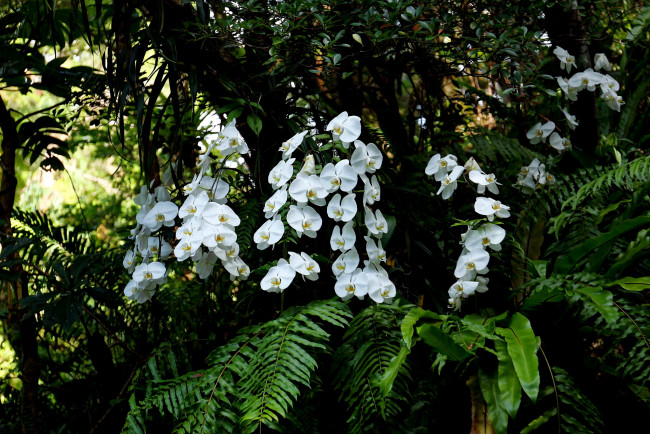 Обои картинки фото цветы, орхидеи, дерево, орхидея