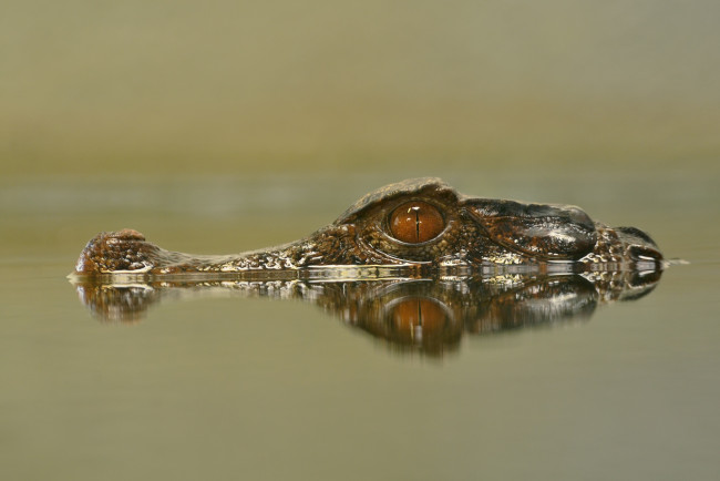 Обои картинки фото животные, крокодилы, голова, крокодил, отражение, вода, глаза, плывёт