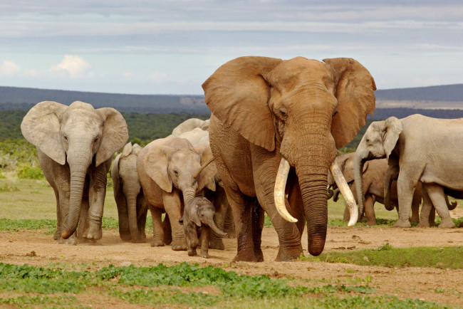 Обои картинки фото животные, слоны, elephants, африка, africa