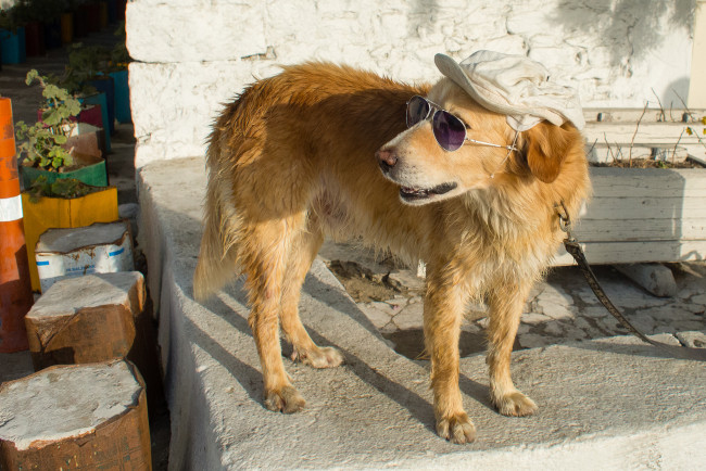 Обои картинки фото животные, собаки, собачка, очки, кепи