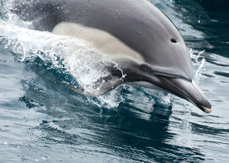 Картинка животные дельфины брызги вода дельфин