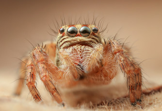 Картинка животные пауки паучок