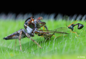 Картинка животные пауки макро добыча паук лист