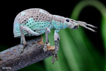 Картинка животные насекомые макро травинка зелёный фон жук