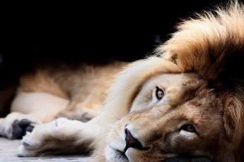 Картинка животные львы взгляд фон лев
