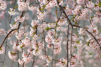 Картинка цветы сакура +вишня вишня нежность ветки весна
