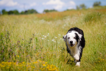 Картинка животные собаки собака взгляд друг лето