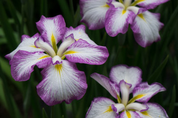 обоя iris, цветы, ирисы, ирис
