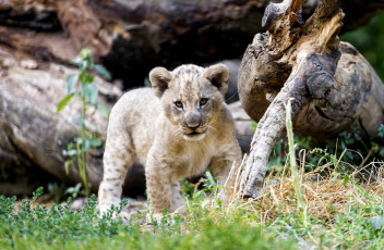 Картинка животные львы хищник лев львенок милый малыш