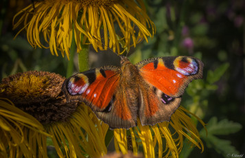 Картинка животные бабочки +мотыльки +моли усики крылья бабочка фон насекомое травинка макро