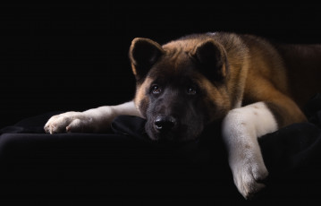 Картинка животные собаки портрет пёс грусть морда американская акита