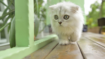 Картинка животные коты киса