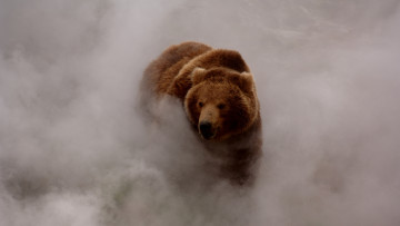 обоя животные, медведи, туман, дым, бурый, медведь