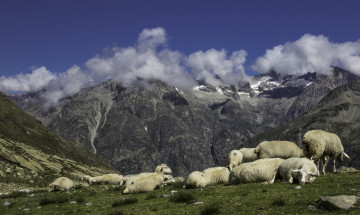 Картинка животные овцы +бараны горы