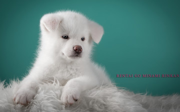 Картинка животные собаки японская акита белый пушистый пёсик милый щенок