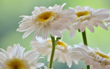 Картинка цветы ромашки белый лепестки
