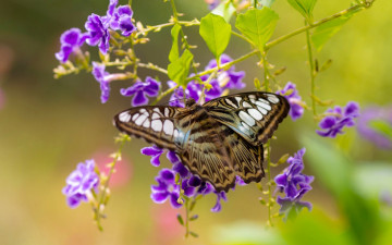 Картинка животные бабочки +мотыльки +моли макро дуранта цветы бабочка сильвия тигровая