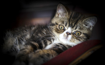 Картинка животные коты экзотическая кошка экзот взгляд