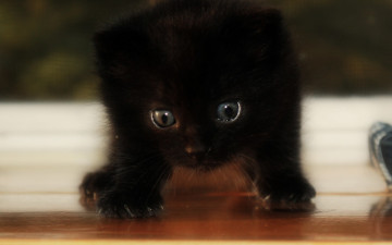 Картинка животные коты котенок кот черный тень свет