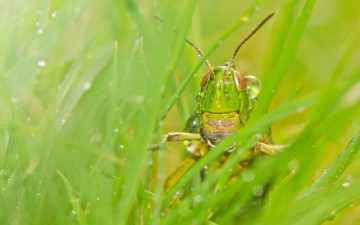 Картинка животные кузнечики +саранча макро трава роса насекомое кузнечик