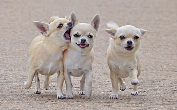 Картинка животные собаки Чихуахуа прогулка товарищи друзья трое