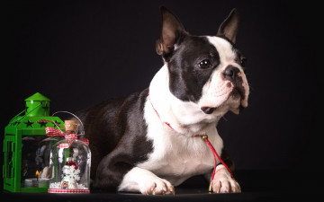 Картинка животные собаки декор пятнистый французский бульдог