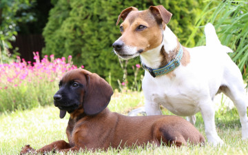 Картинка животные собаки лужайка щенок баварская горная гончая джек рассел терьер