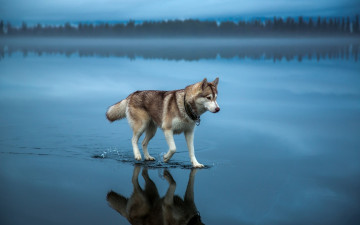 Картинка животные собаки природа вода собака хаски