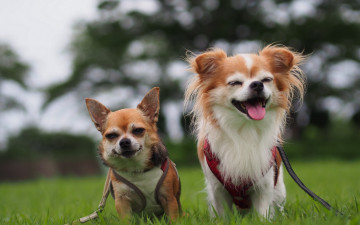 Картинка животные собаки радость Чихуахуа парочка настроение
