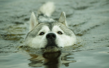 Картинка животные собаки вода хаск собака