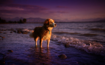 Картинка животные собаки взгляд собака закат море природа лето друг