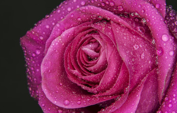Картинка цветы розы лепестки роза макро капли