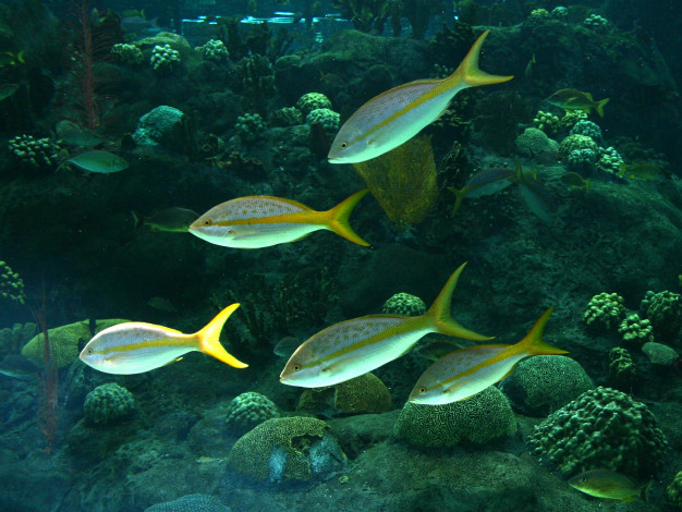 Обои картинки фото животные, рыбы, аквариум, камни, кораллы, рыбки