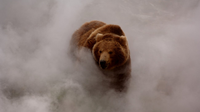 Обои картинки фото животные, медведи, туман, дым, бурый, медведь