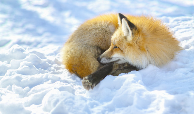 Обои картинки фото животные, лисы, снег, лиса, зима
