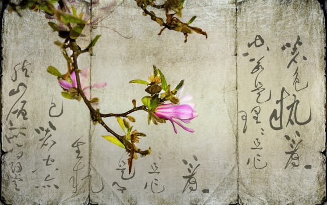 Обои картинки фото цветы, магнолии, бумага, цветок, магнолия, иероглифы