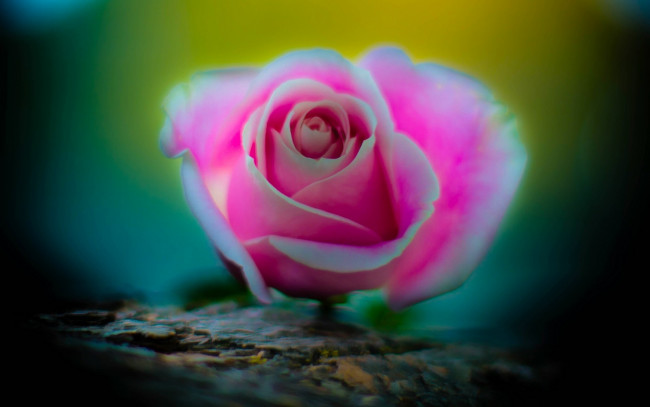 Обои картинки фото цветы, розы, макро, бутон, роза
