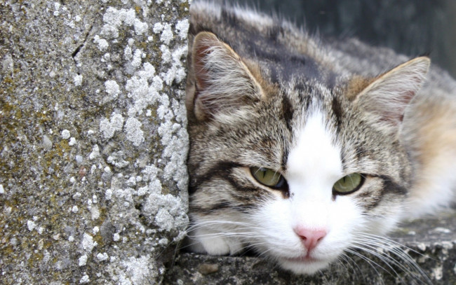 Обои картинки фото животные, коты, кот, улица, камни, отдых
