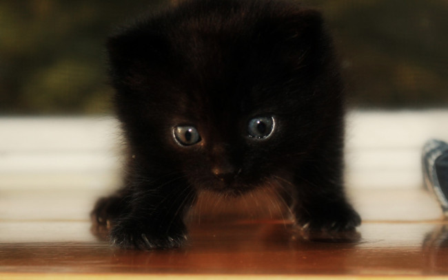 Обои картинки фото животные, коты, котенок, кот, черный, тень, свет