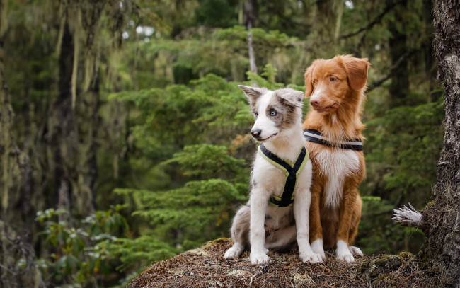 Обои картинки фото животные, собаки, парочка, лес