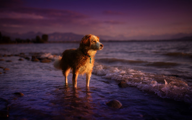 Обои картинки фото животные, собаки, взгляд, собака, закат, море, природа, лето, друг
