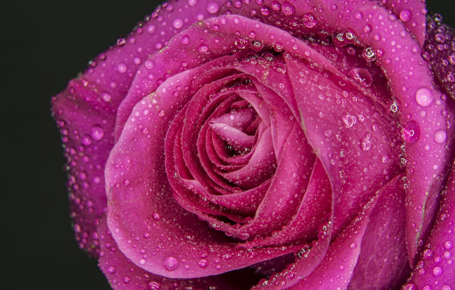 Обои картинки фото цветы, розы, лепестки, роза, макро, капли