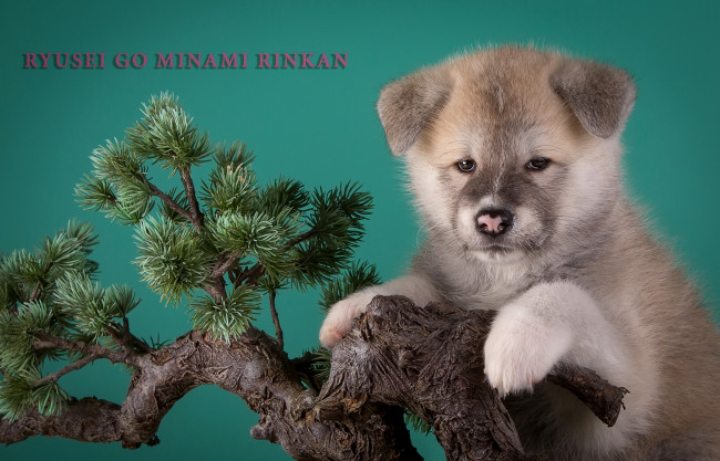 Обои картинки фото животные, собаки, японская, акита, бежевый, щенок, бонсай, дерево