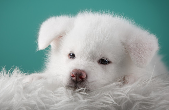 Обои картинки фото животные, собаки, акита, японская, щенок, белый, портрет, мордочка
